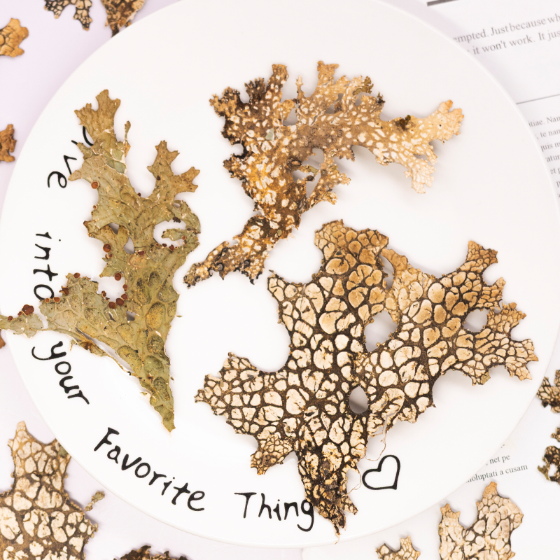 Dried Flower Pressed - 4pcs,Rare Bark Natural Pressed Flower -