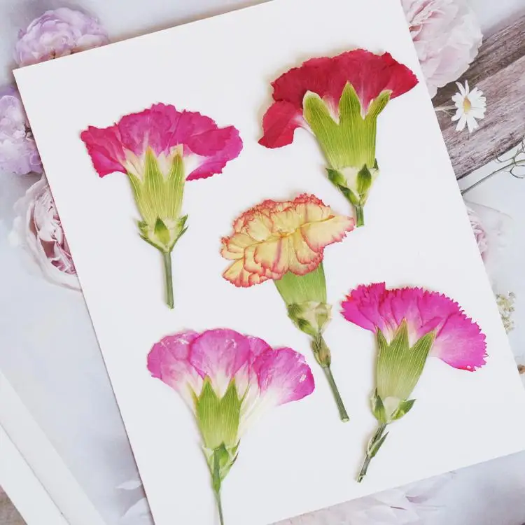 Dried Flower Pressed - 6pcs/4-7cm,Carnation dried flowers branches,pressed flower DIY