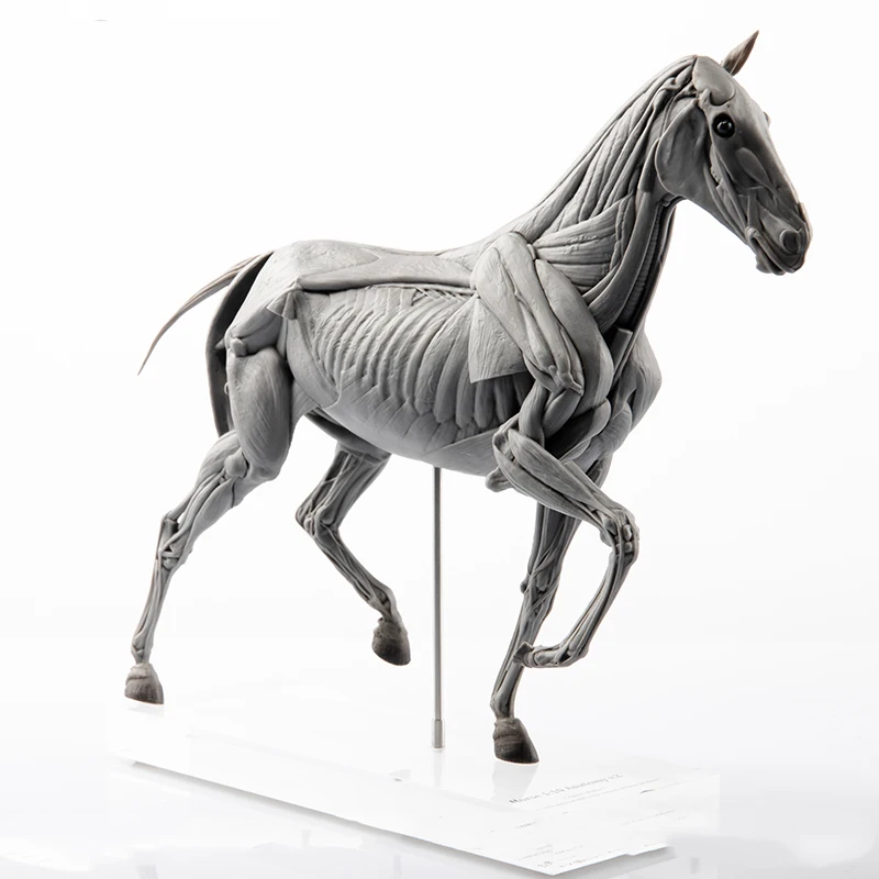 EVOLABORATORY Horse Muscle Ana - Resin Art Gift For Birthday review and price