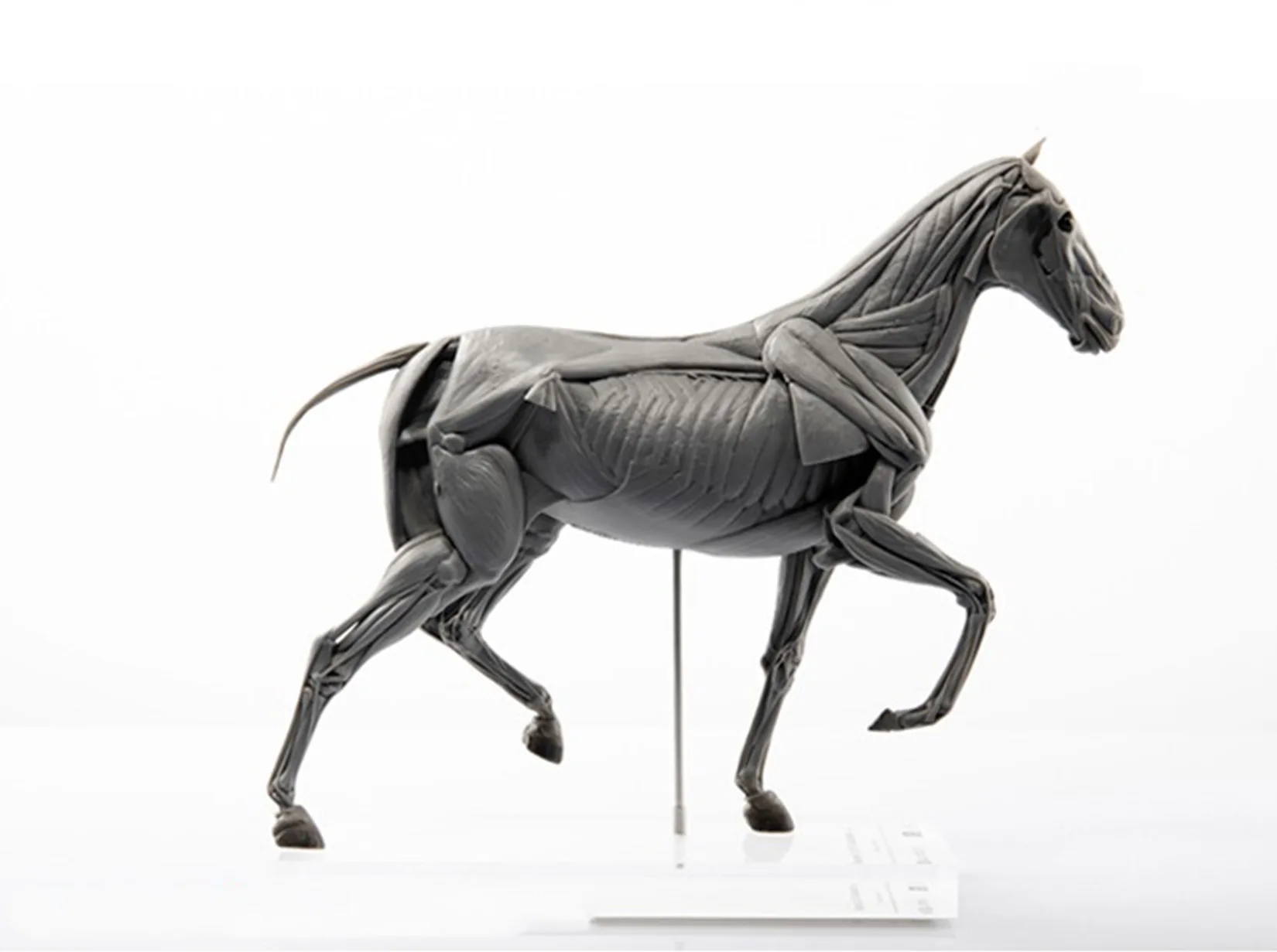 EVOLABORATORY Horse Muscle Ana - Resin Art Gift For Birthday review and price