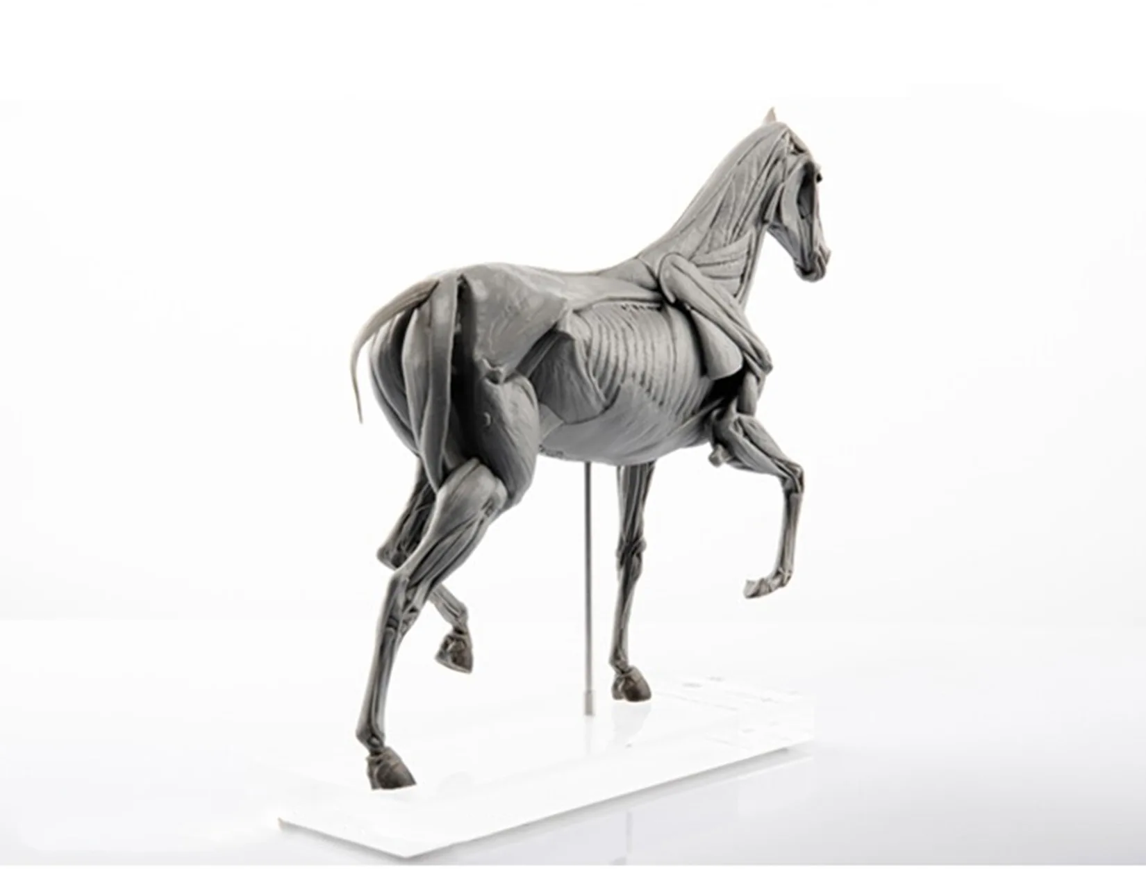 EVOLABORATORY Horse Muscle Ana - Resin Art Gift For Birthday review and price