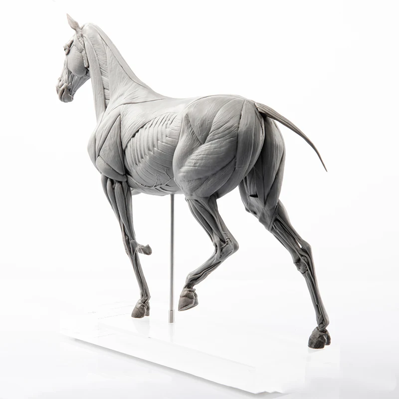 EVOLABORATORY Horse Muscle Ana - Resin Art Gift For Birthday review and price