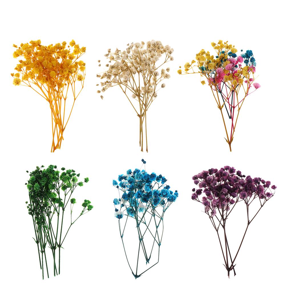 Pressed Dried Natural Flowers  - Dried Flower Pressed review and price