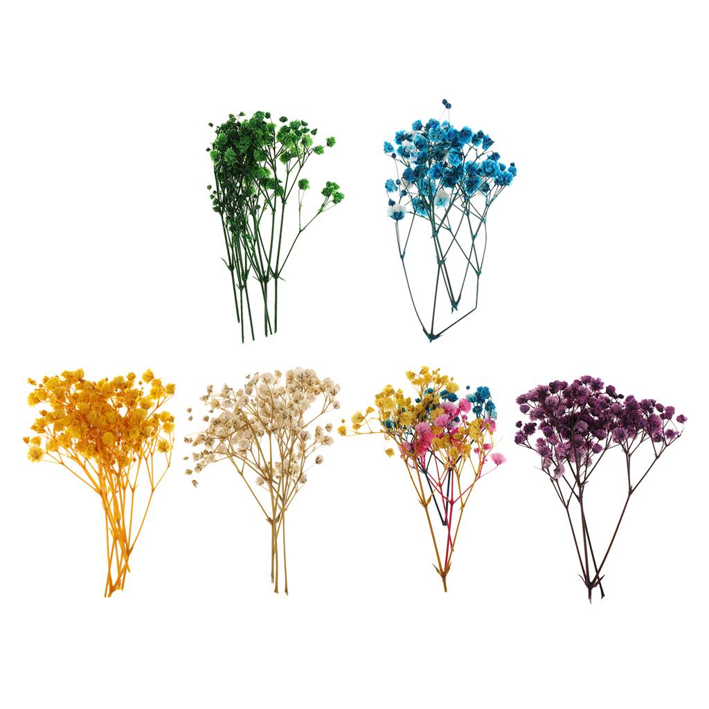 Pressed Dried Natural Flowers  - Dried Flower Pressed review and price