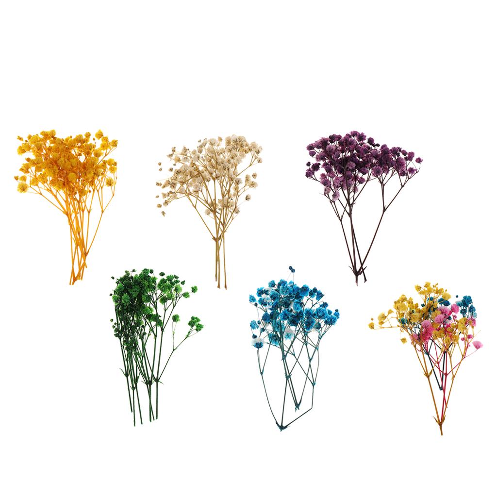 Pressed Dried Natural Flowers  - Dried Flower Pressed review and price