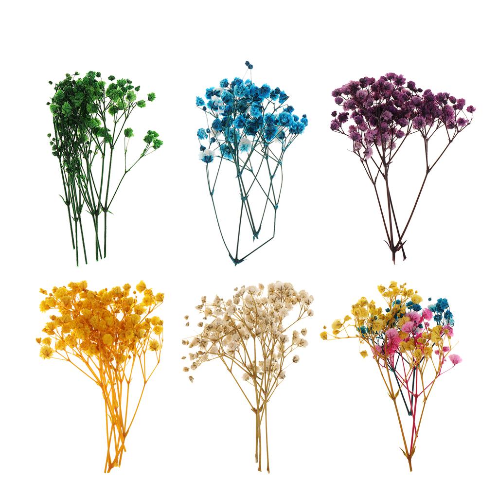 Pressed Dried Natural Flowers  - Dried Flower Pressed review and price