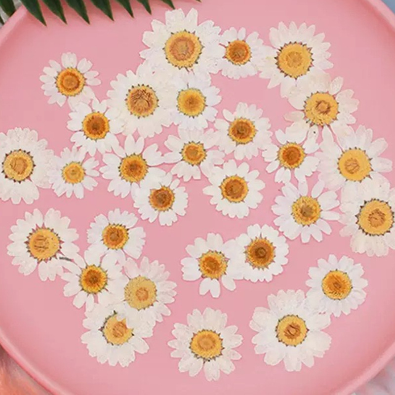 100Pcs Natural White Crystal C - Dried Flower Pressed review and price