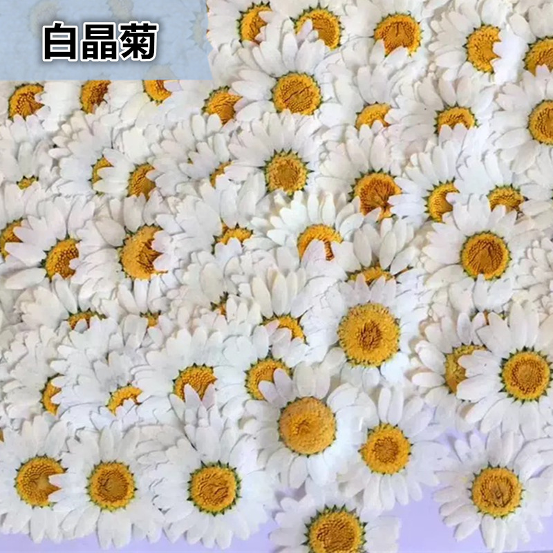 100Pcs Natural White Crystal C - Dried Flower Pressed review and price