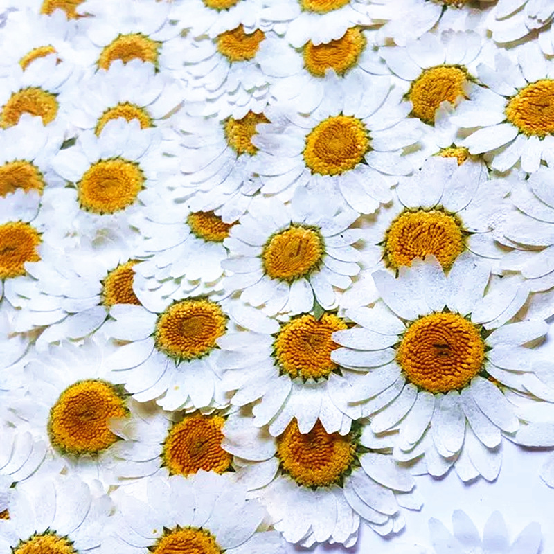 100Pcs Natural White Crystal C - Dried Flower Pressed review and price