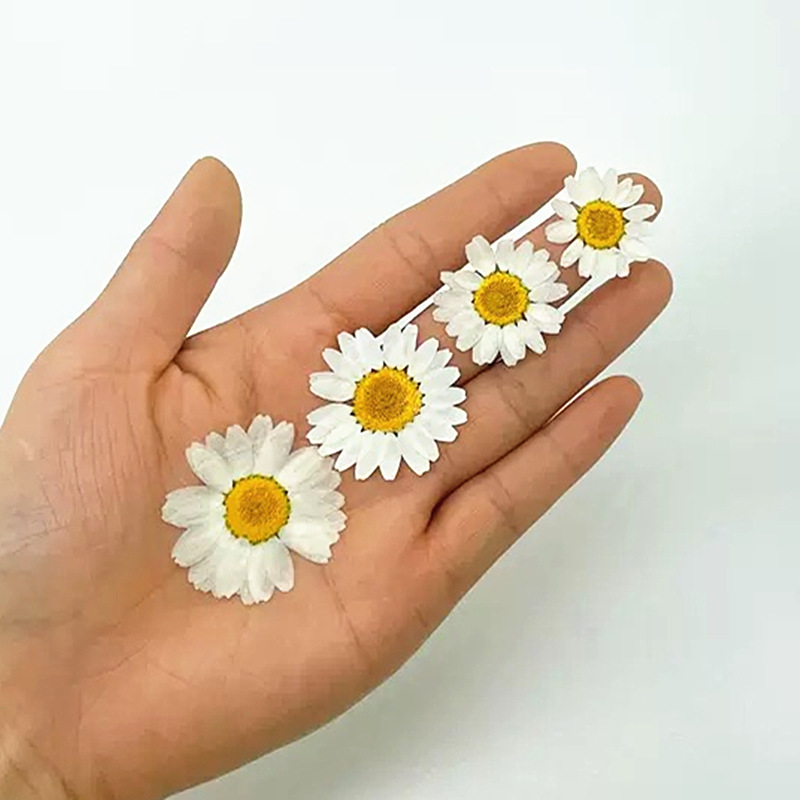 100Pcs Natural White Crystal C - Dried Flower Pressed review and price
