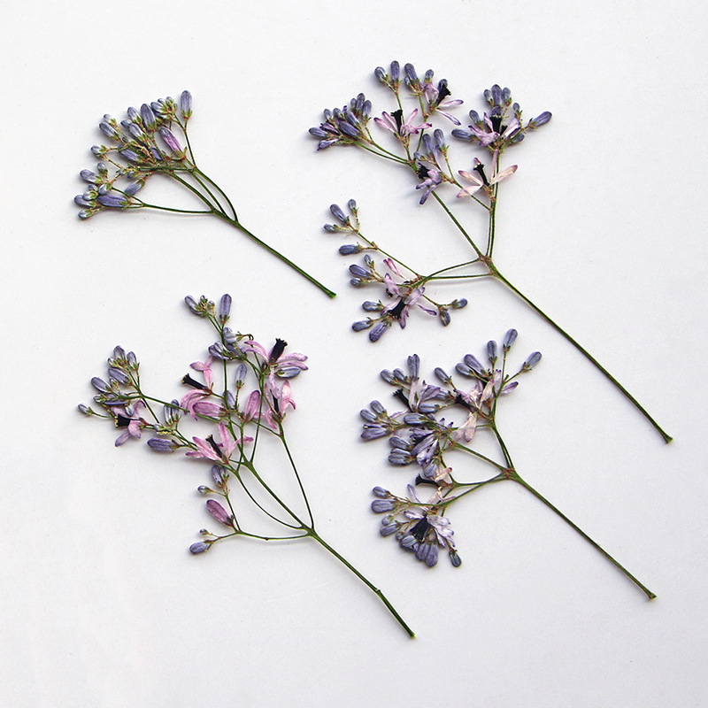 120pcs Pressed Dried Melia aze - Dried Flower Pressed review and price