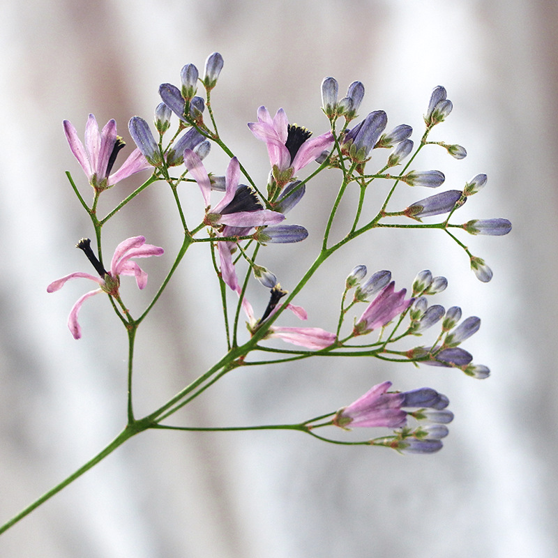 120pcs Pressed Dried Melia aze - Dried Flower Pressed review and price