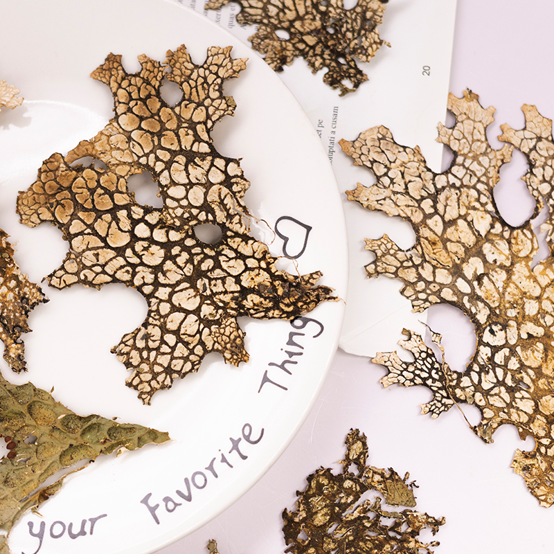 4pcs,Rare Bark Natural Pressed - Dried Flower Pressed review and price