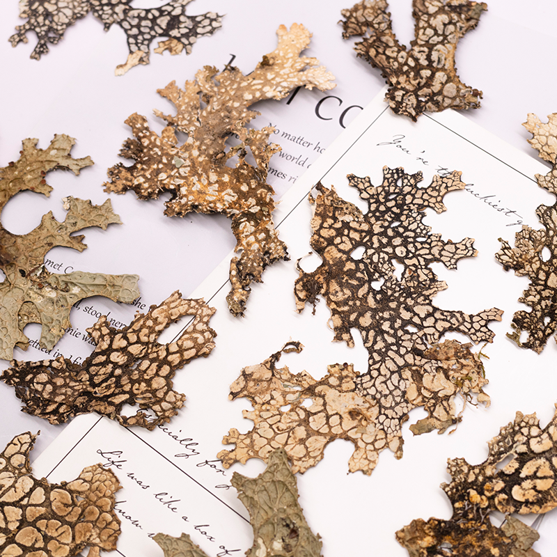 4pcs,Rare Bark Natural Pressed - Dried Flower Pressed review and price