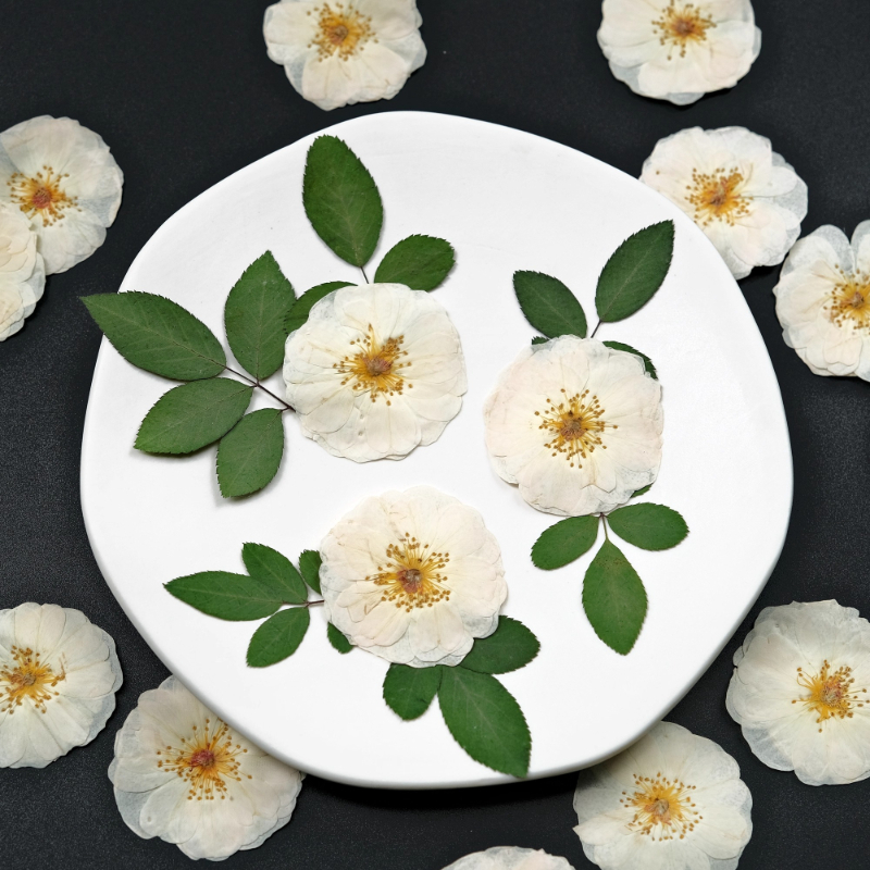 6pcs,9pcs,Nature White Rose Pr - Dried Flower Pressed review and price