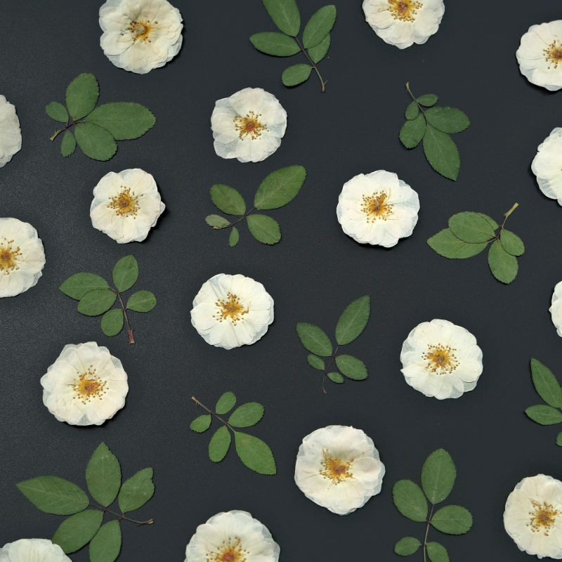 6pcs,9pcs,Nature White Rose Pr - Dried Flower Pressed review and price