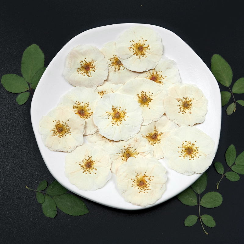 6pcs,9pcs,Nature White Rose Pr - Dried Flower Pressed review and price
