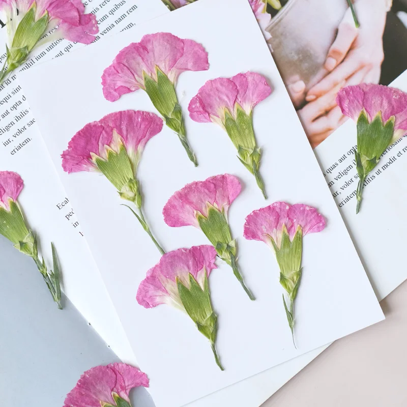 6pcs/4-7cm,Carnation dried flo - Dried Flower Pressed review and price