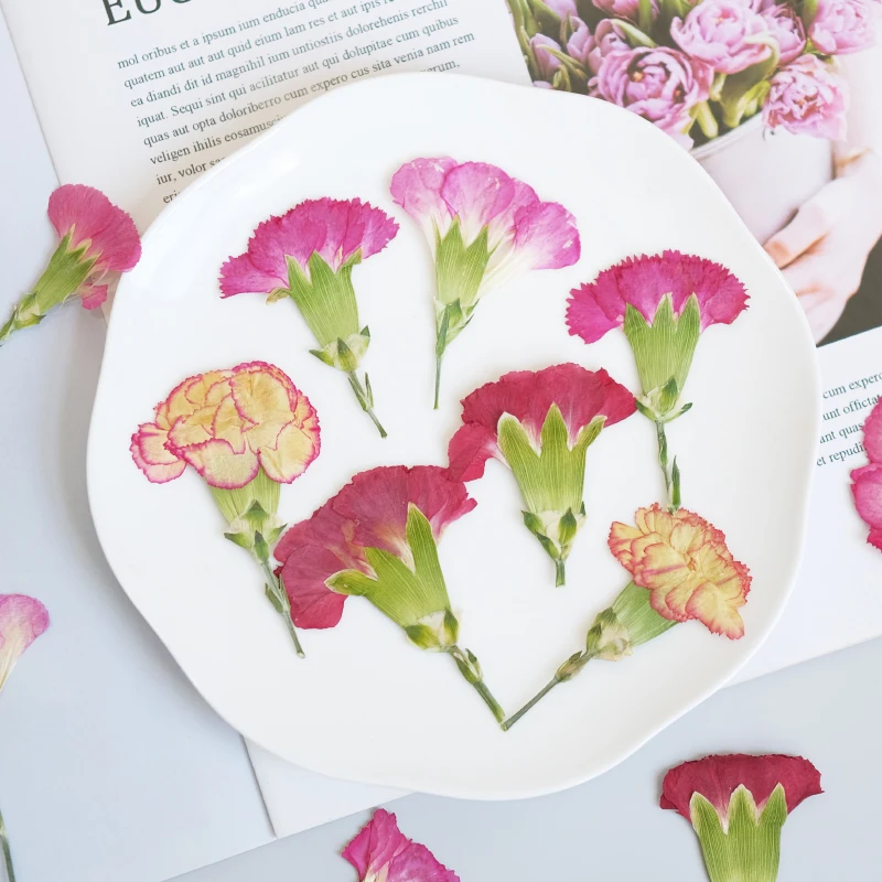 6pcs/4-7cm,Carnation dried flo - Dried Flower Pressed review and price