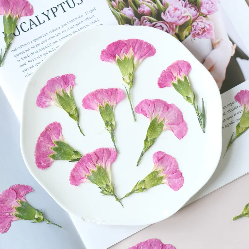 6pcs/4-7cm,Carnation dried flo - Dried Flower Pressed review and price