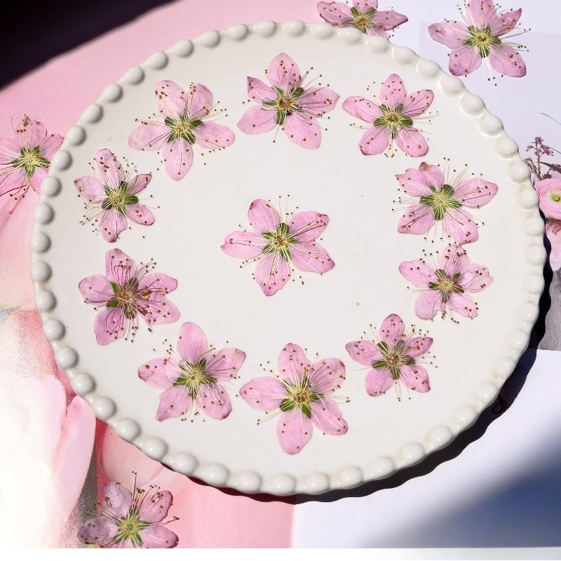 3-4cm./6pcs,Pink Peach Blossom - Dried Flower Pressed review and price