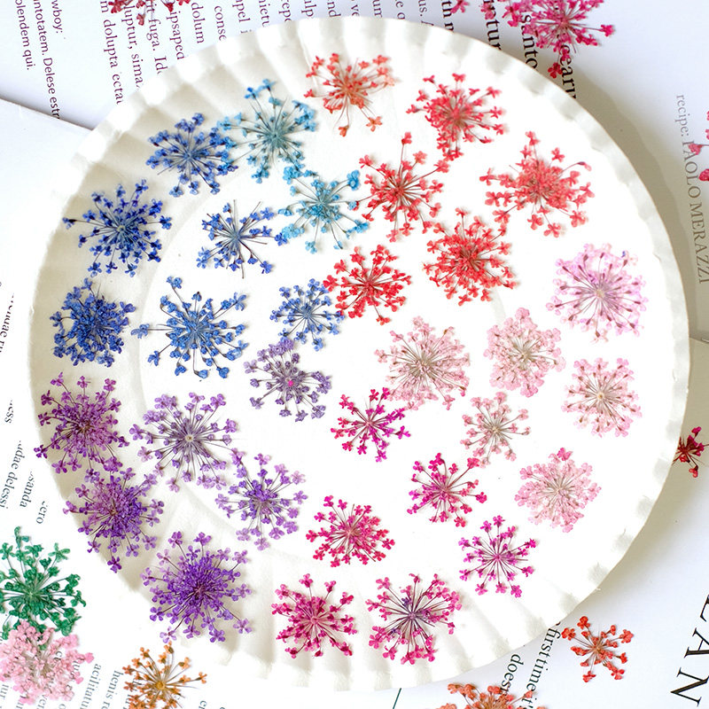 24pcs,2-2.5cm,nature Dyed Mini - Dried Flower Pressed review and price