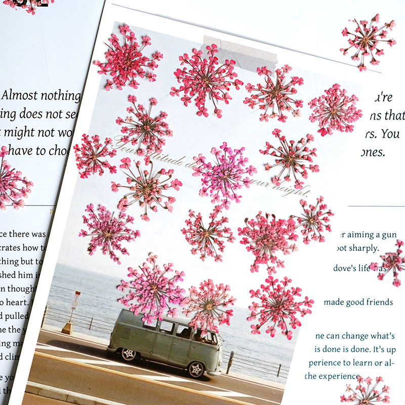 24pcs,2-2.5cm,nature Dyed Mini - Dried Flower Pressed review and price