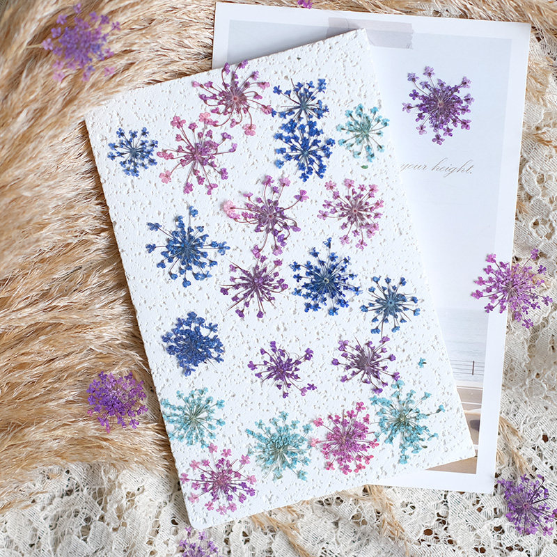 24pcs,2-2.5cm,nature Dyed Mini - Dried Flower Pressed review and price