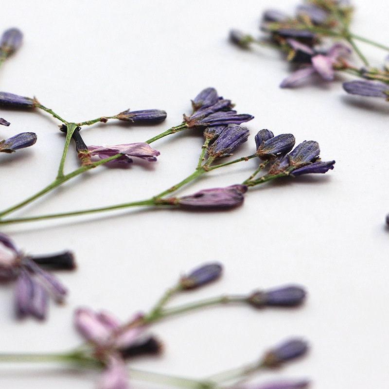 60Pcs Neem Tree Flower Branche - Dried Flower Pressed review and price