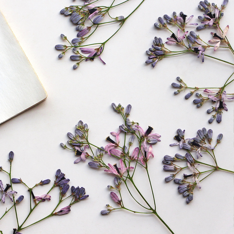 60Pcs Neem Tree Flower Branche - Dried Flower Pressed review and price