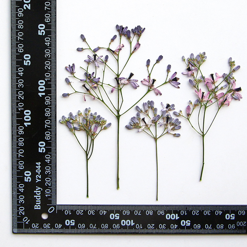 60Pcs Neem Tree Flower Branche - Dried Flower Pressed review and price