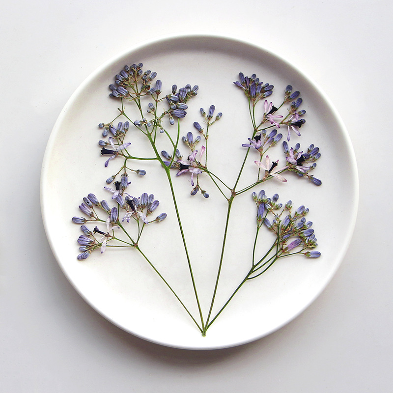 60Pcs Neem Tree Flower Branche - Dried Flower Pressed review and price