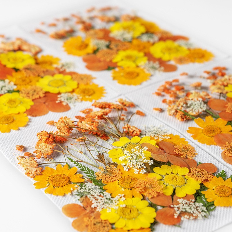 35Pcs10 Set of Dried Flowers a - Dried Flower Pressed review and price