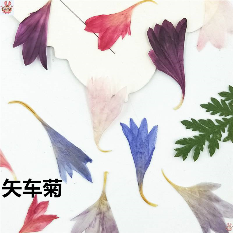 20 Plant Specimens, Cornflower - Dried Flower Pressed review and price