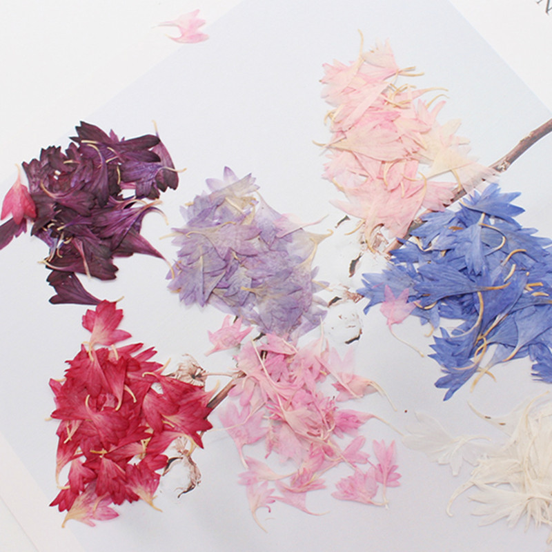 20 Plant Specimens, Cornflower - Dried Flower Pressed review and price