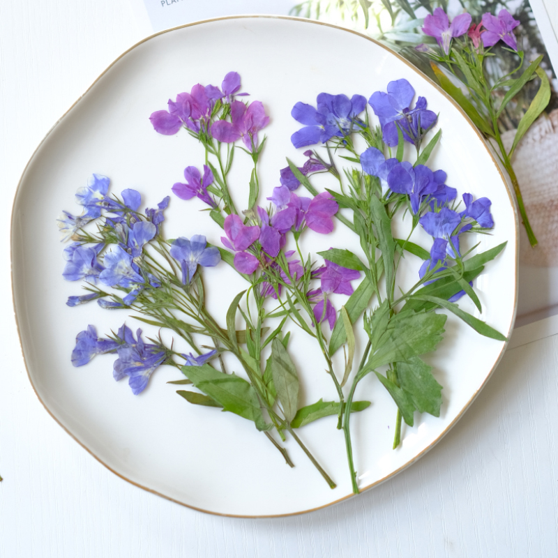 6pcs/8-13cm,nature Lobelia Eri - Dried Flower Pressed review and price