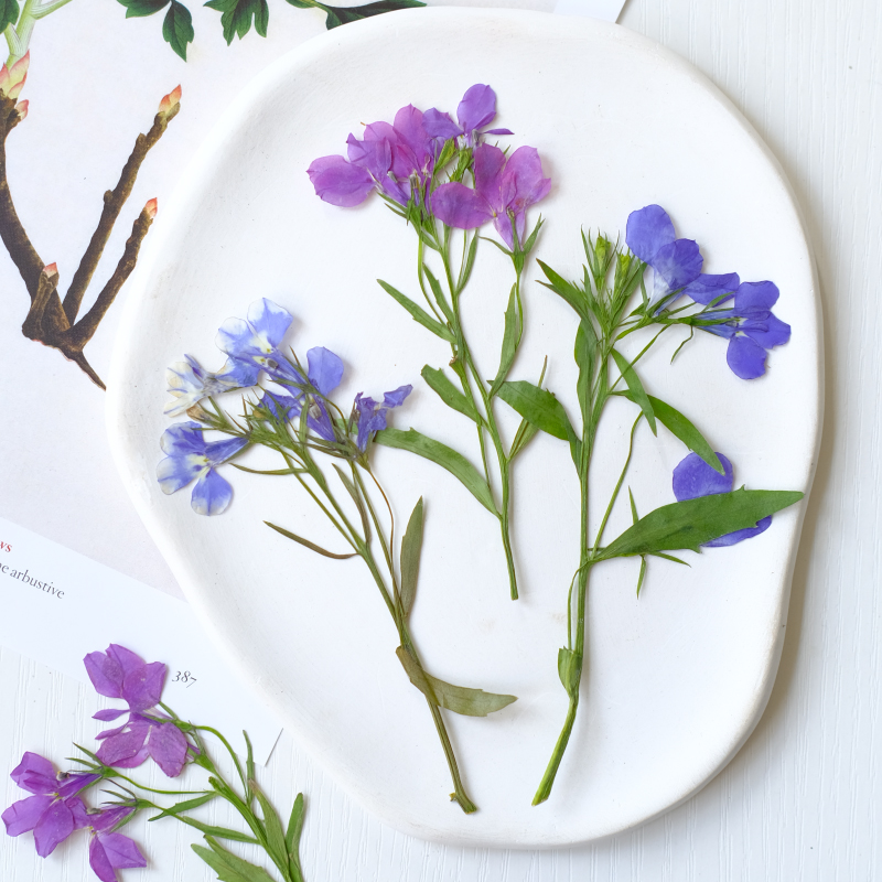6pcs/8-13cm,nature Lobelia Eri - Dried Flower Pressed review and price