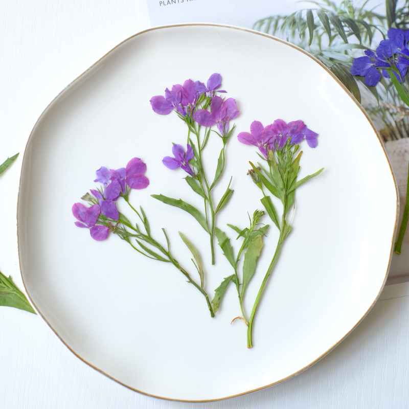 6pcs/8-13cm,nature Lobelia Eri - Dried Flower Pressed review and price