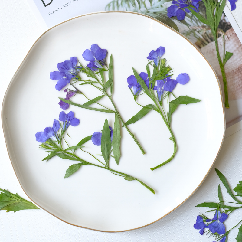 6pcs/8-13cm,nature Lobelia Eri - Dried Flower Pressed review and price