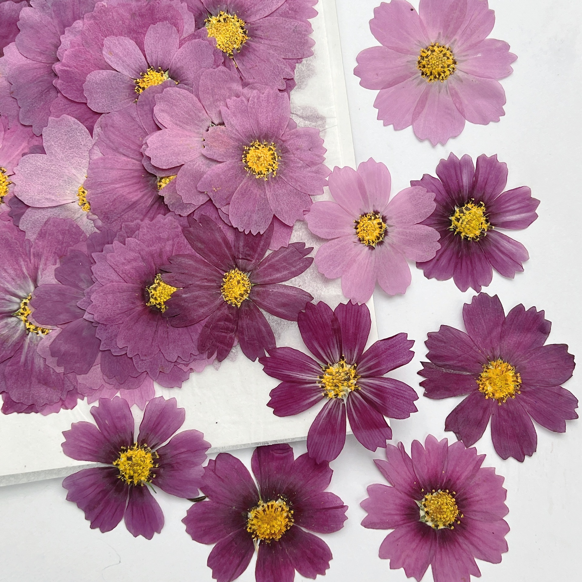 100Pcs Cosmos Dried Flower Pre - Dried Flower Pressed review and price