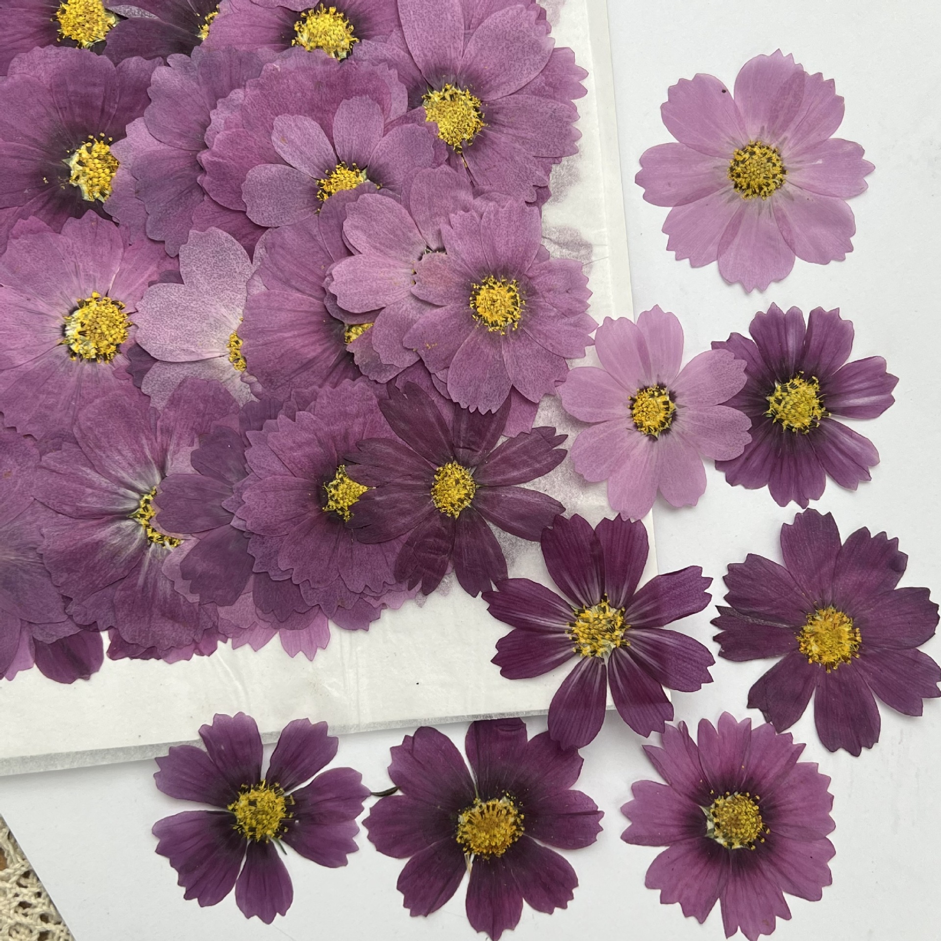 100Pcs Cosmos Dried Flower Pre - Dried Flower Pressed review and price