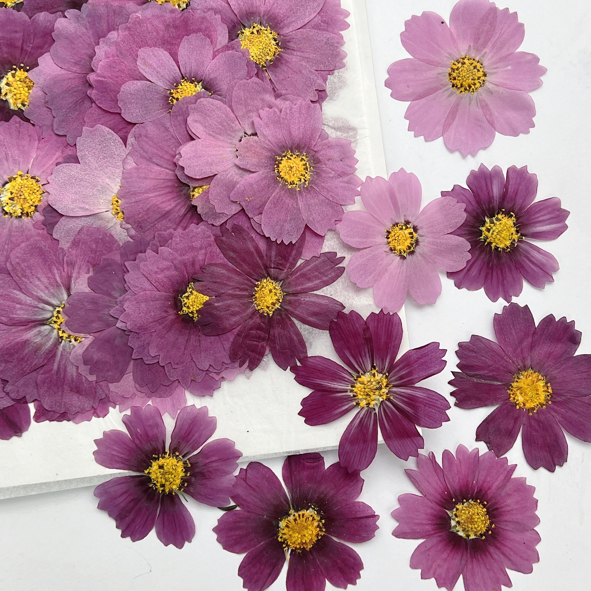 100Pcs Cosmos Dried Flower Pre - Dried Flower Pressed review and price