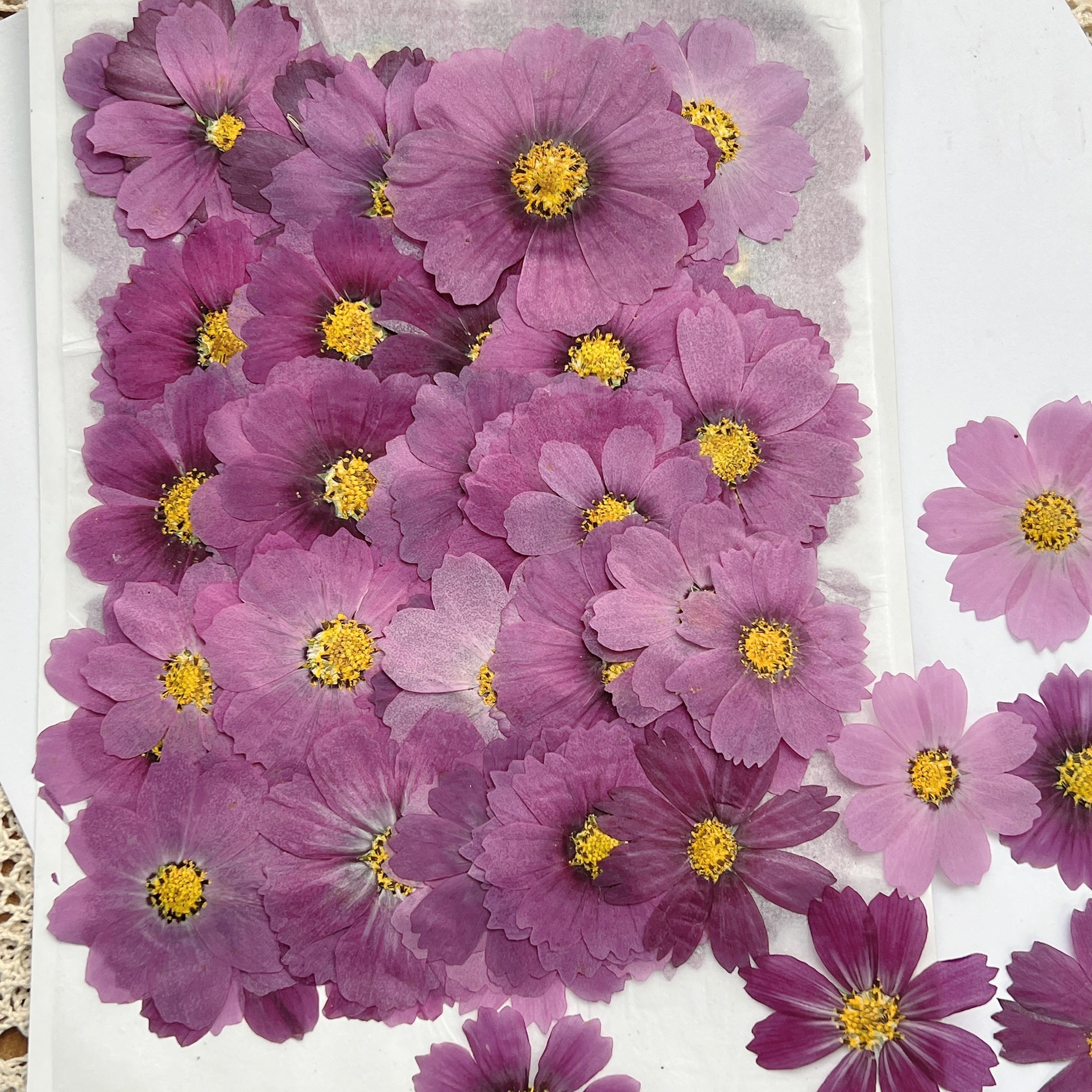 100Pcs Cosmos Dried Flower Pre - Dried Flower Pressed review and price