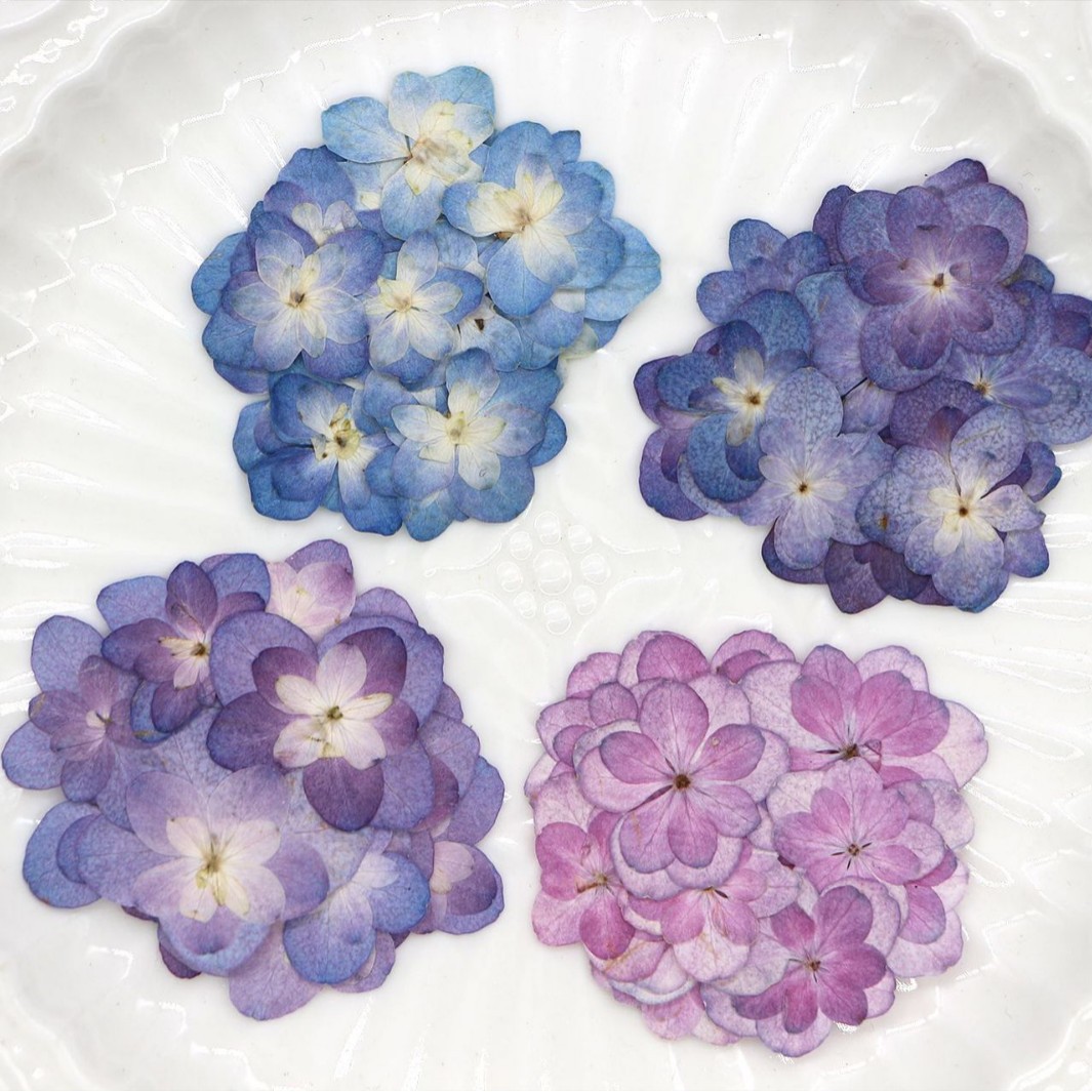 60Pcs Mini Double-Flowered Hyd - Dried Flower Pressed review and price