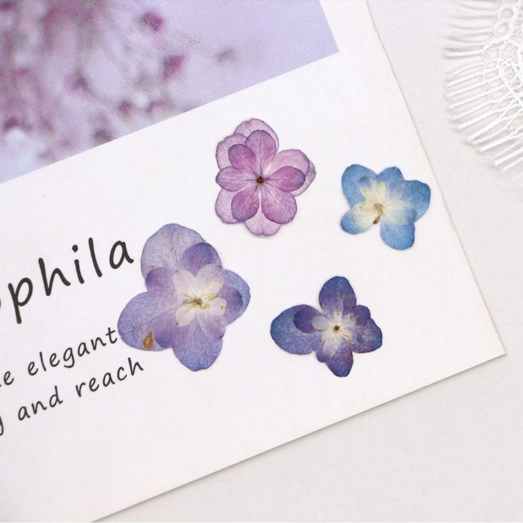 60Pcs Mini Double-Flowered Hyd - Dried Flower Pressed review and price