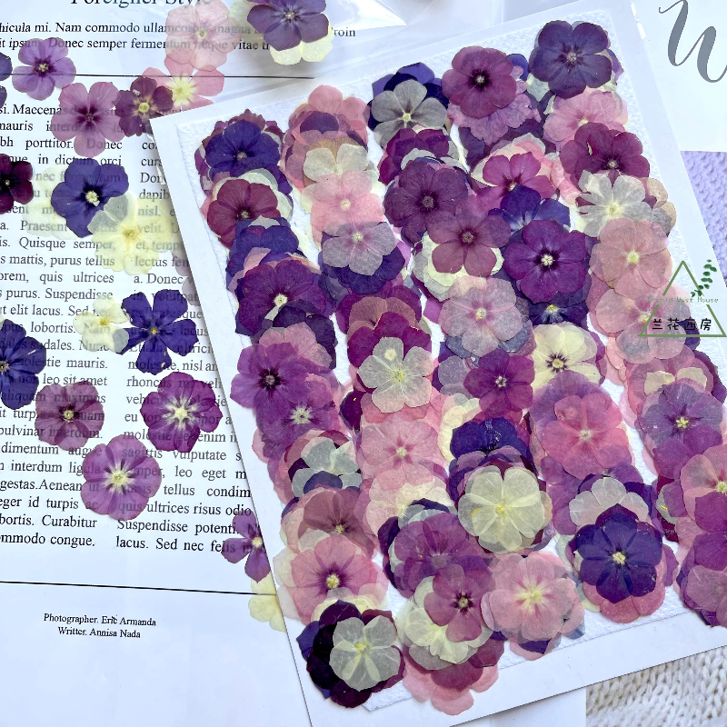 12pcs,Semi-Transparent Niche P - Resin Art Case review and price